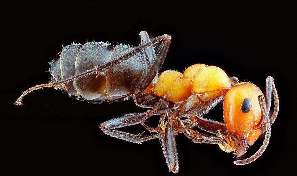 Ant Control service in Newton, MA