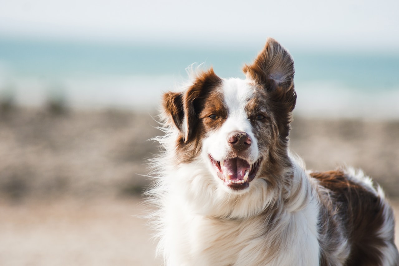 Flea & Tick Control service in Newton, MA