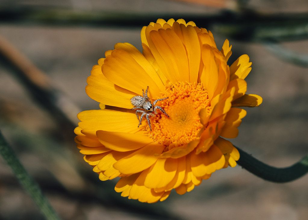 Spider Control service in Newton, MA